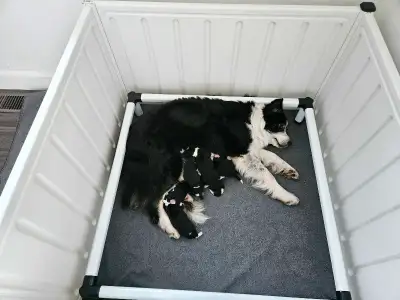 Registered Border Collies, View more