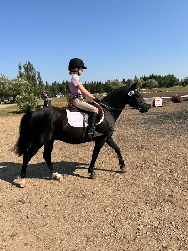 Welsh Pony Cross dans Chevaux et poneys à adopter dans Red Deer - Image 2