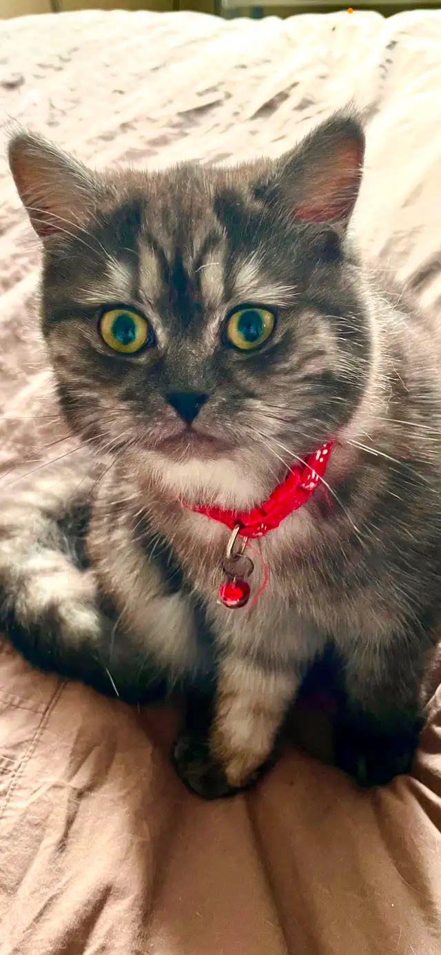 Beautiful British shorthair 8 months old female in Cats & Kittens for Rehoming in City of Montréal - Image 8