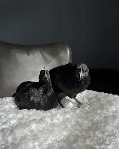 1 ayam cemani hen available, 10 months old 819-271-7821