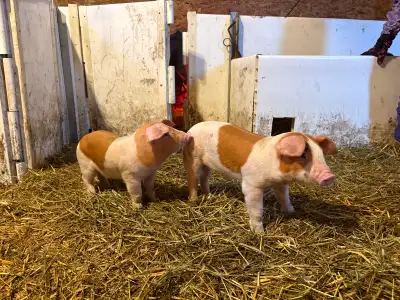 Piglets- +20 lb, View more