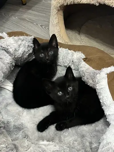 Russian Blue mix kittens (F&M), View more