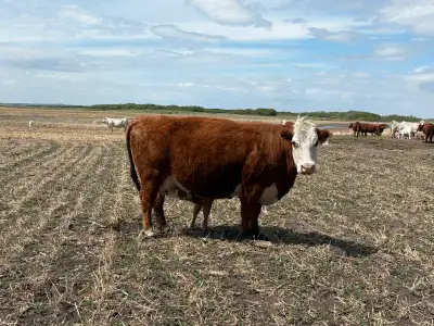 25-30 Red and RWF cows with buckskin calves at side. Majority of Calves are mid-late April. Will be...