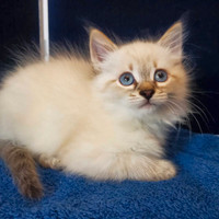 Hypoallergenic TICA registered Siberian Kitten AVAILABLE NOW!