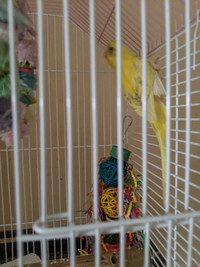 Budgie  with cage