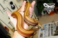 Hypo Roswell Het-Sunglow Boa Constrictor