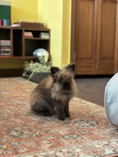 Bunny for rehoming, View more