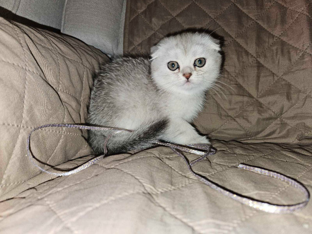 Scottish Fold kitten in Cats & Kittens for Rehoming in City of Toronto - Image 3