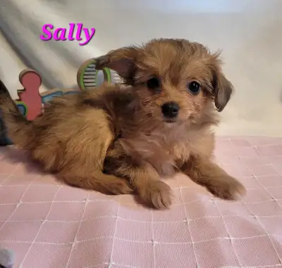 Pomeranian x Small poodle, View more