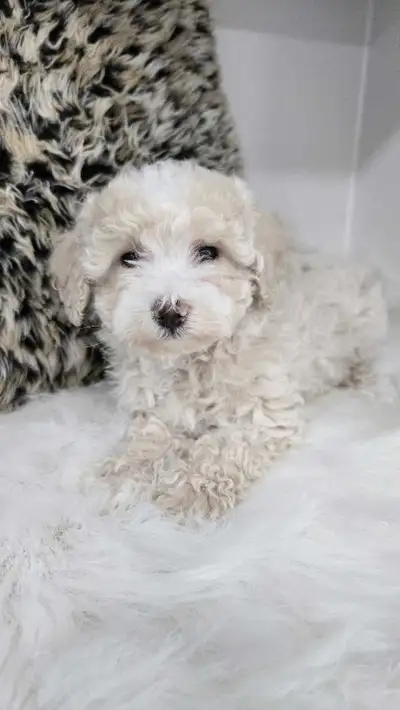 Toy Maltipoo pups Ready to go, View more