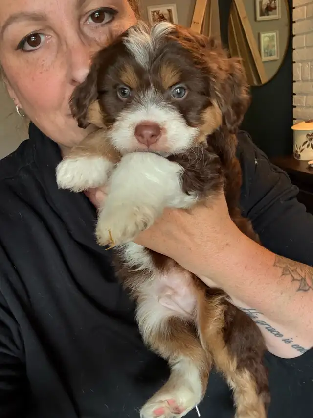 Mini sheepadoodles and mini aussiedoodles. in Dogs & Puppies for Rehoming in Edmonton - Image 8