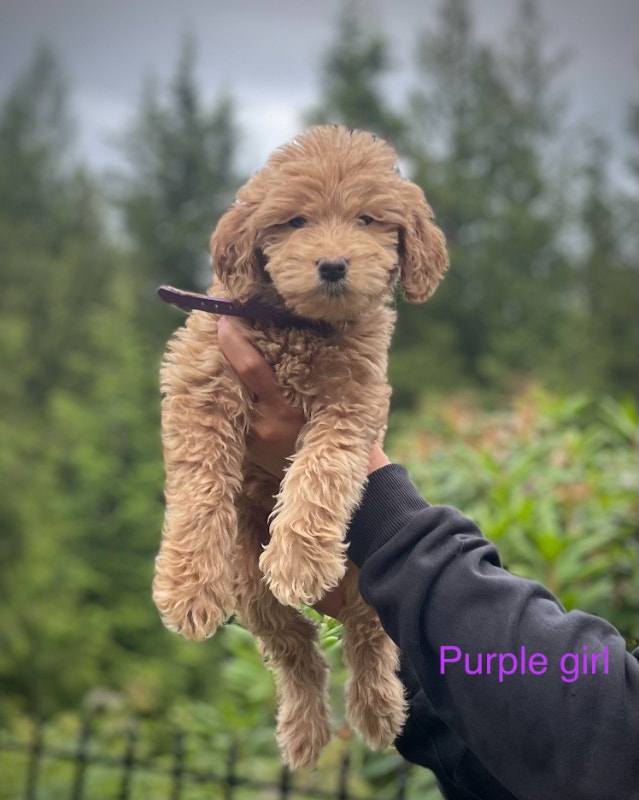 goldendoodle puppies Dogs & Puppies for Rehoming Tricities