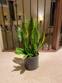 Selling beautiful plant - Sanseveria - Air purifying plant