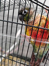 Conure 3 years old $630. Free cage