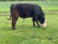 Black/white face angus / Hereford  bull