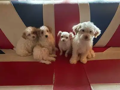True Tiny and teacup poodle chihuahua pups, View more