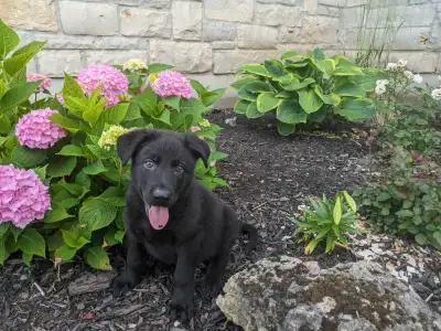 German Shepherd working line puppies, View more