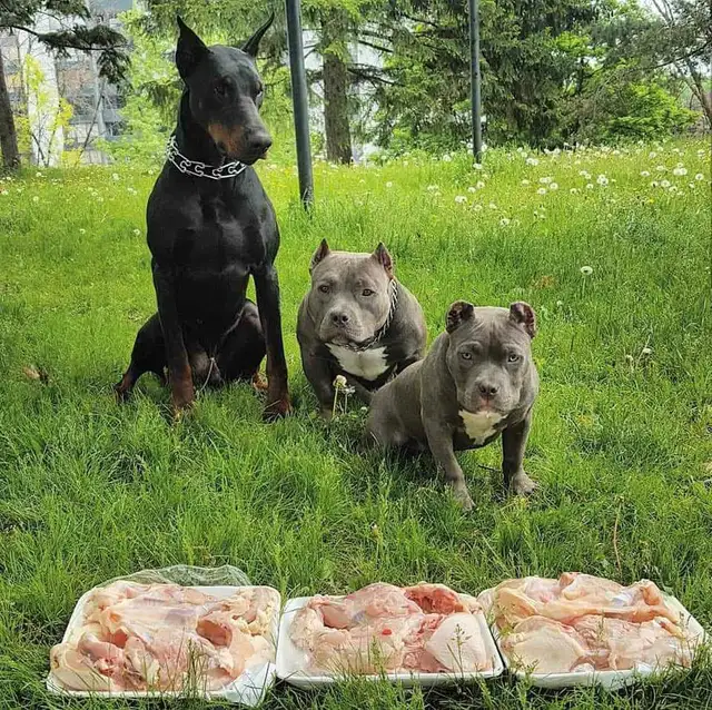 European Dobermans in Dogs & Puppies for Rehoming in City of Toronto - Image 8