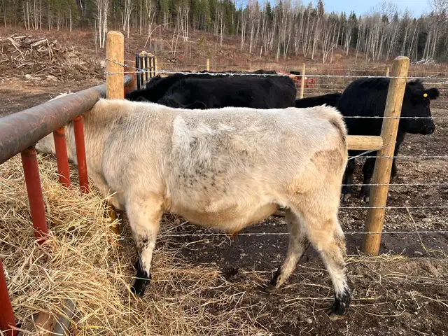 pure bred speckle park yearling bull in Livestock in Quesnel - Image 7