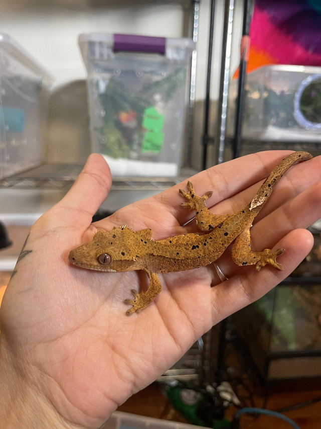 Poss female crested gecko  in Reptiles & Amphibians for Rehoming in Hamilton - Image 3