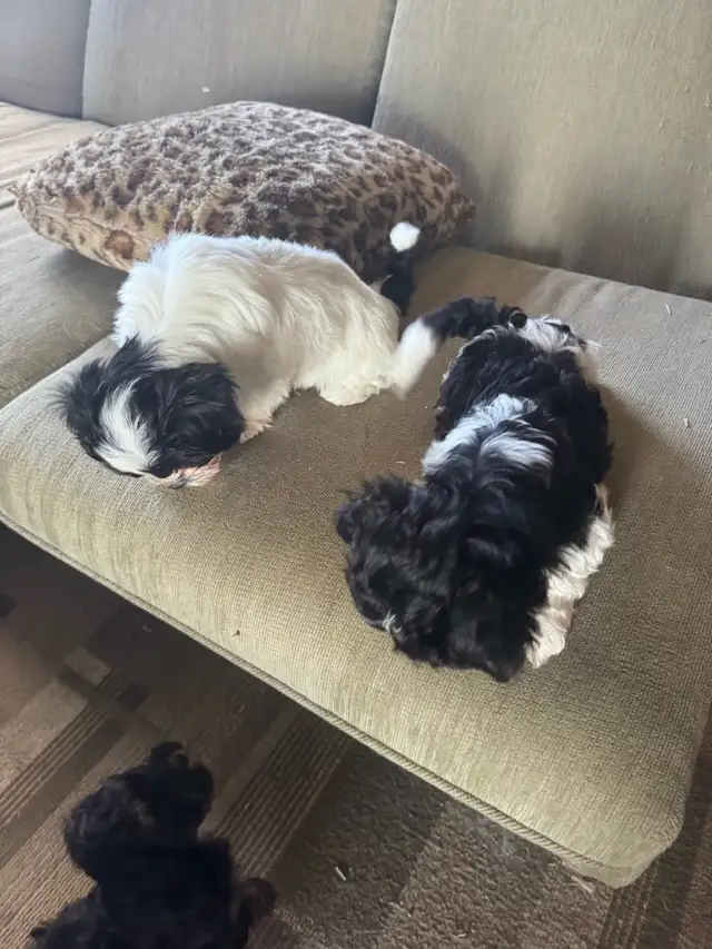 Miniature Shihpoo puppies in Dogs & Puppies for Rehoming in Ottawa - Image 4