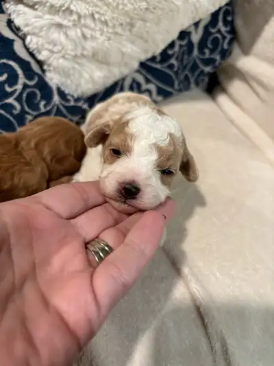 Cavapoo Puppies, View more