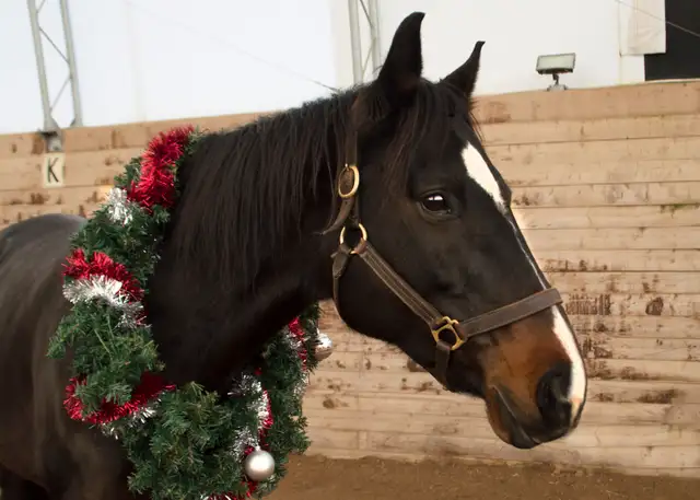 Horse Riding64363360118786120