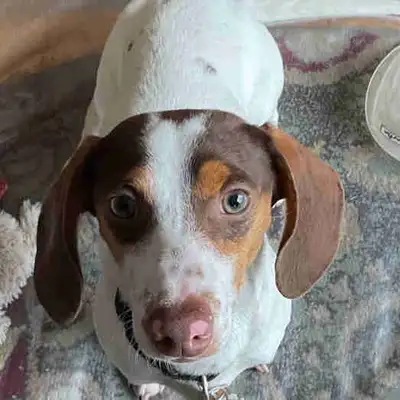 Mini Dachshund Boy 7 Months, View more