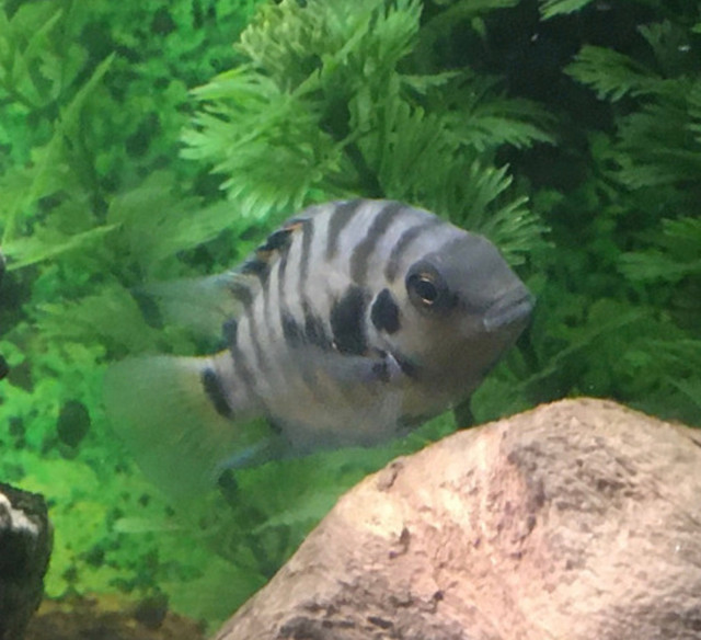 CONVICT CICHLIDS $30 - Pickering  in Fish for Rehoming in City of Toronto