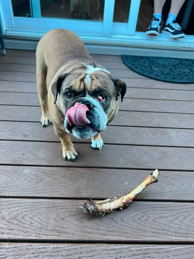5 year old bulldog to good home, relocating out of province and can’t bring her with me. She is a go...