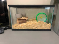 2 gerbils with cage $50