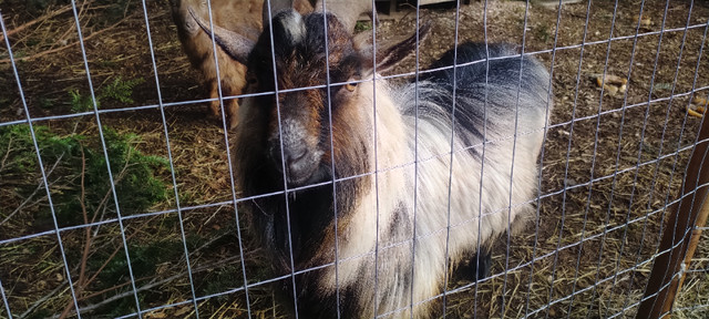 Nigerian Dwarf goat in Livestock in Campbell River