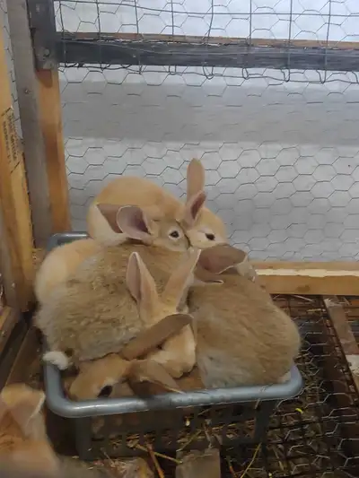 Pet Rabbits, View more