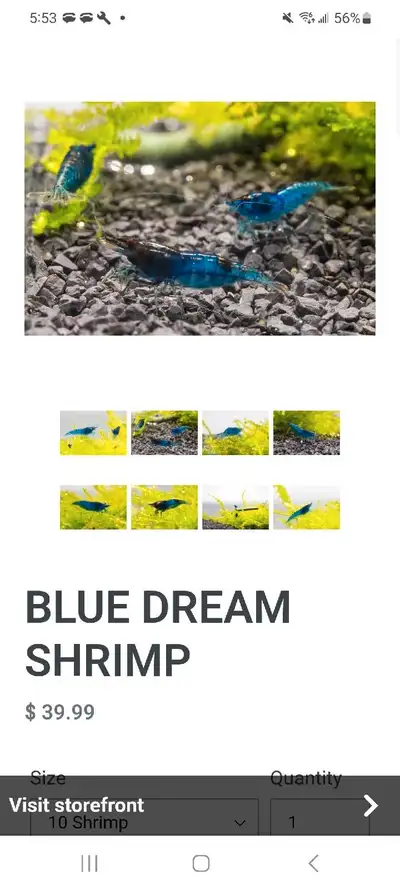 blue dream shrimp, View more