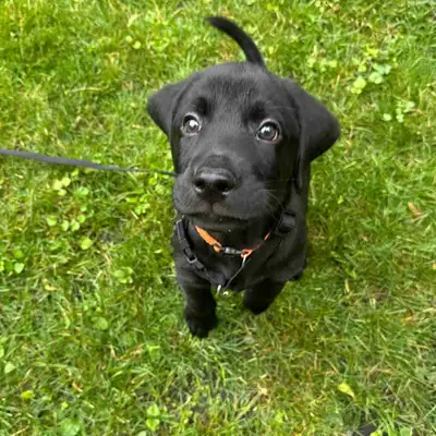 Chiot labrador, View more