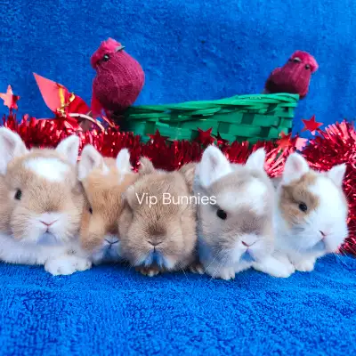 EXTRAORDINARY Netherland dwarf,  Holland lop,  mini rex baby bun, View more