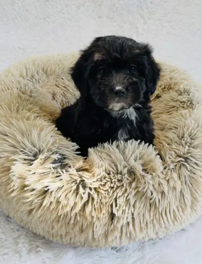 Miniature Maltipoo puppies, View more
