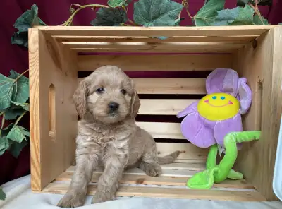 Cockapoo Puppies - Genetic Testing and Health Guarantee, View more