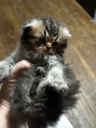 Scottish fold and straight  à Laval 