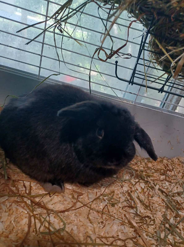 Purebreed Holland lop  in Small Animals for Rehoming in Stratford - Image 4