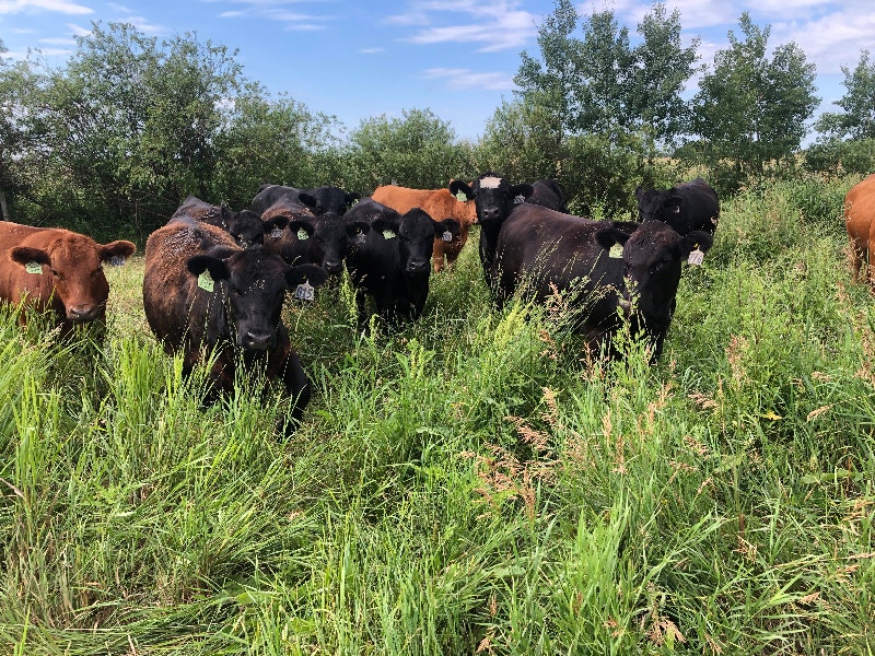 Angus Cow Herd for sale Livestock Edmonton Kijiji