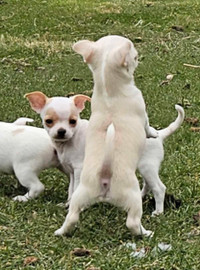 Chihuahua Cuties