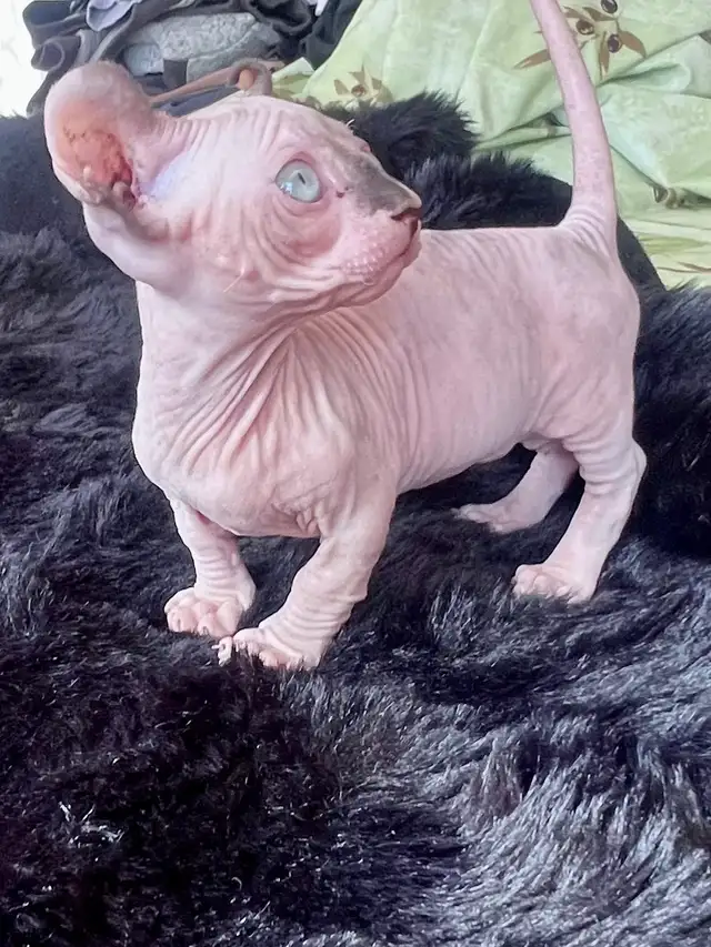 SPHYNX dwelf in Cats & Kittens for Rehoming in Longueuil / South Shore - Image 5