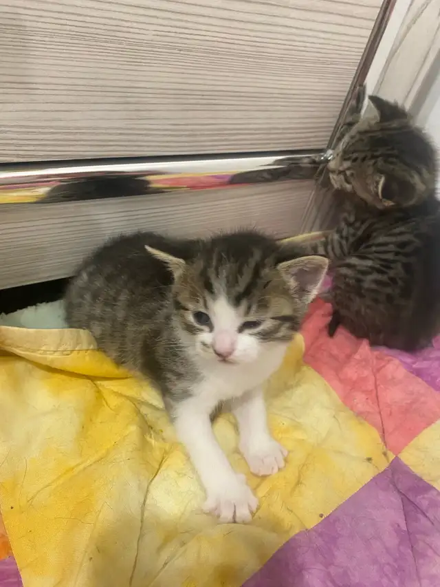 baby kitten