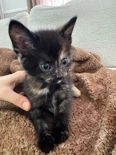 Last 2 Adorable Kittens, View more