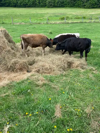 Hay Wanted, View more