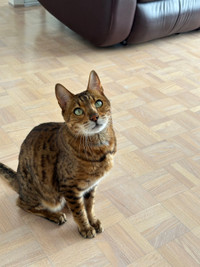 Chat Bengal À Vendre 5 ans