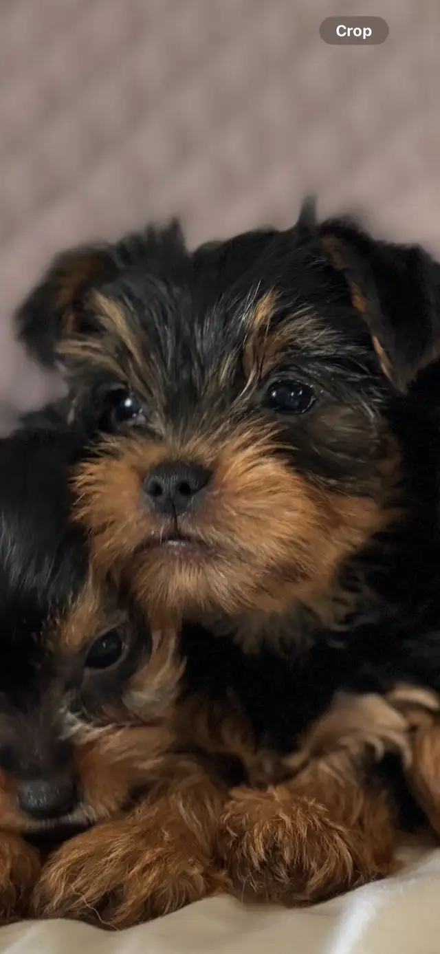 Yorkie puppies in Dogs & Puppies for Rehoming in Fredericton - Image 5