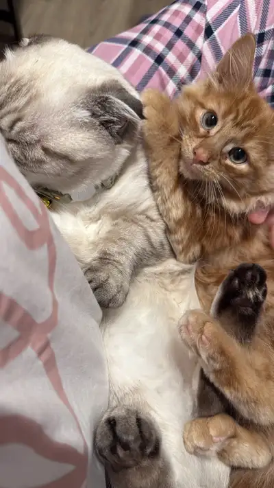 kittem for rehoming, View more