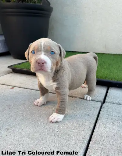 XL Bulldog Puppies, View more
